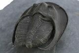 Detailed Scotoharpes Trilobite - Boudib, Morocco #312730-4